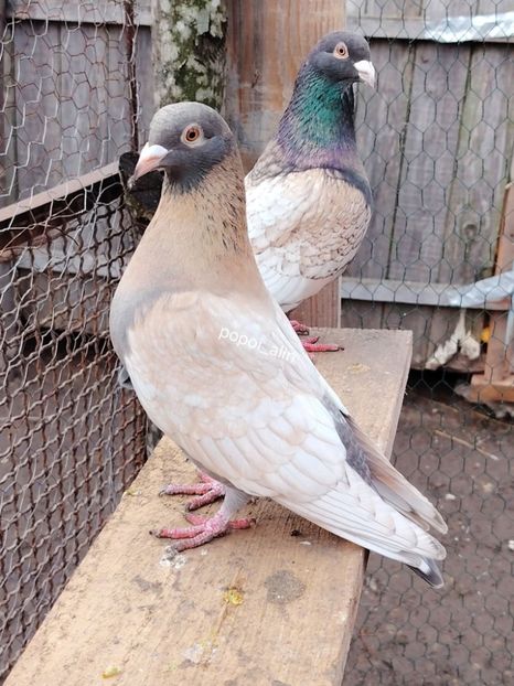  - Nu îmi aparțin 11