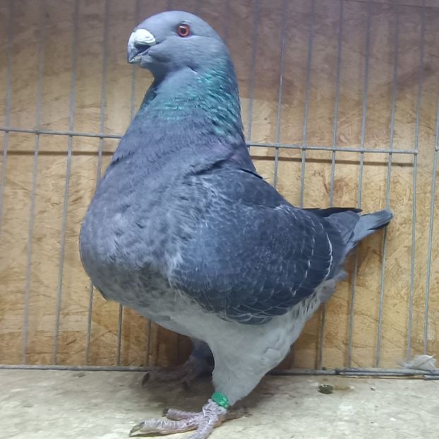 F-2025 No. - AMERICAN GiANT HOMER MATCA