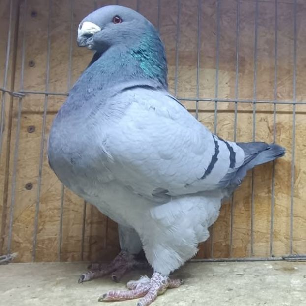 M- 2024 No. - AMERICAN GiANT HOMER MATCA