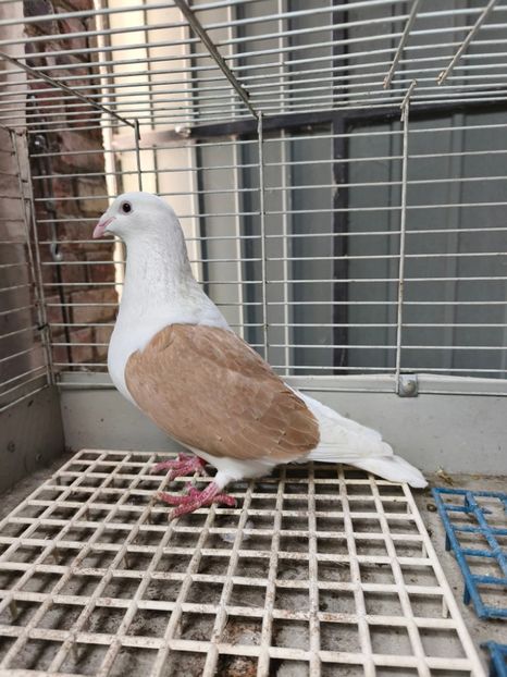  - Nu îmi aparțin 11