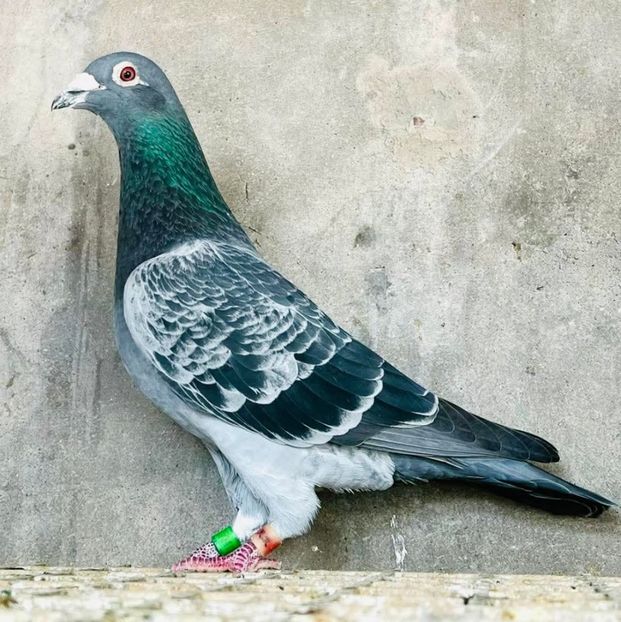  - Nu îmi aparțin 11