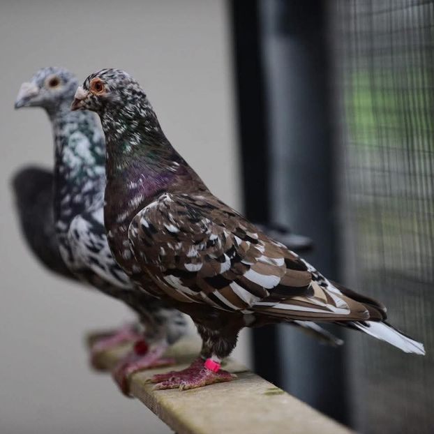  - Nu îmi aparțin 11