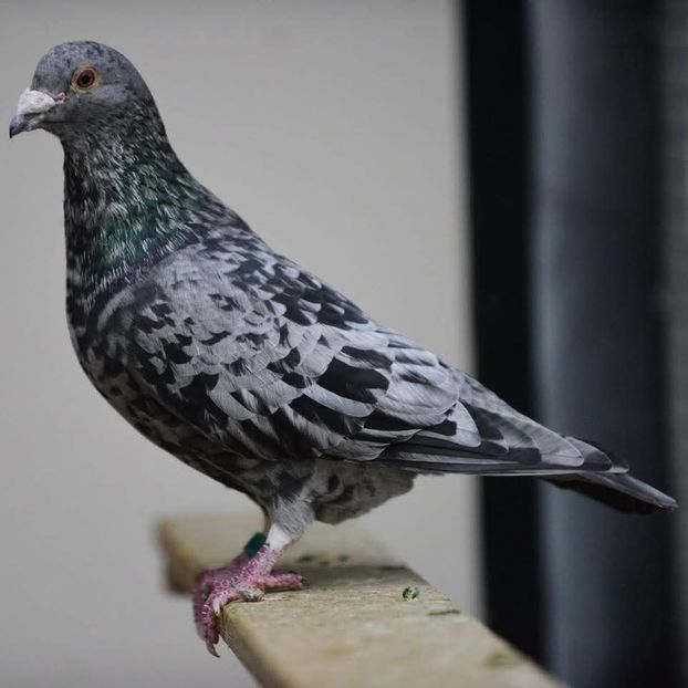  - Nu îmi aparțin 11