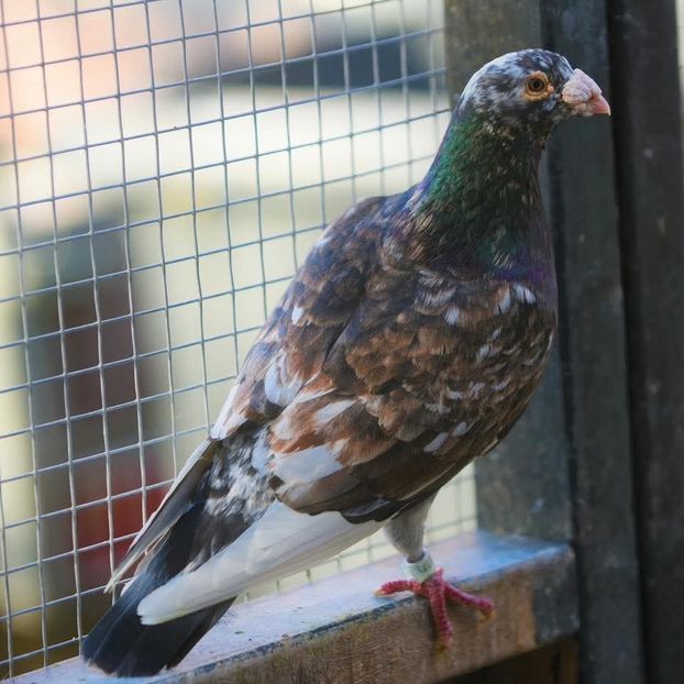  - Nu îmi aparțin 11