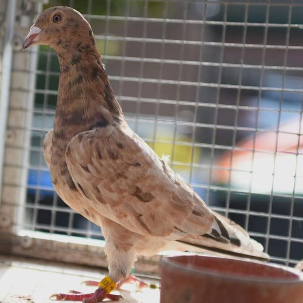  - Nu îmi aparțin 11