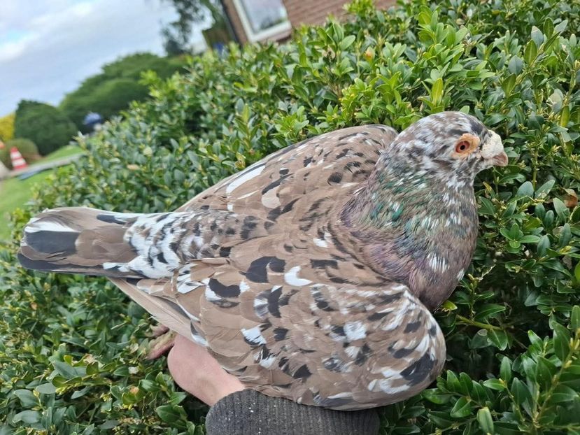  - Nu îmi aparțin 11