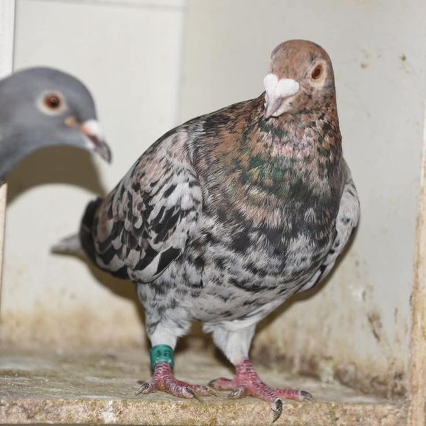  - Nu îmi aparțin 11