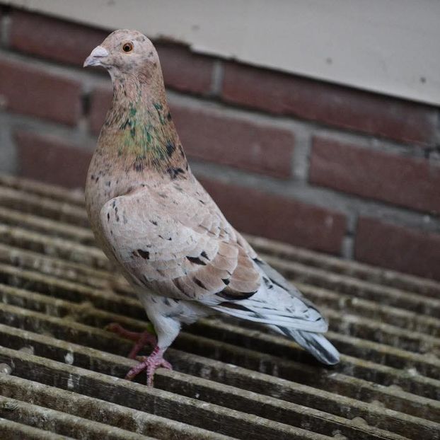  - Nu îmi aparțin 11