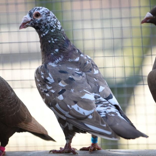  - Nu îmi aparțin 11