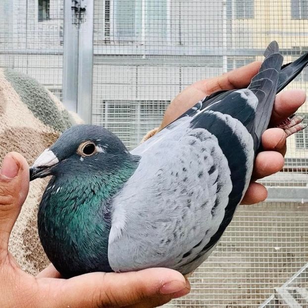  - Nu îmi aparțin 11