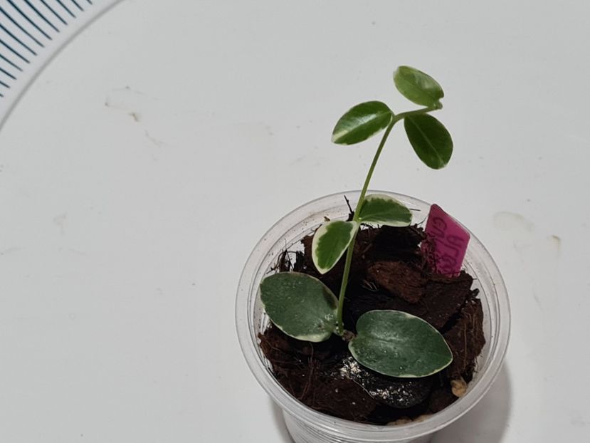  - Cumingiana albomarginata