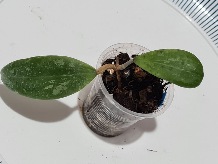  - Estrella waterfalls