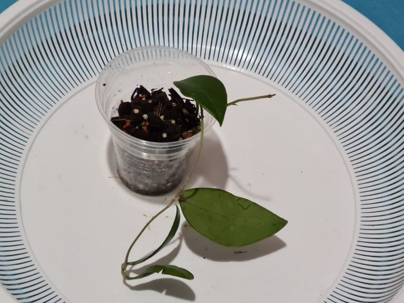  - Cinnamonifolia de la Ana