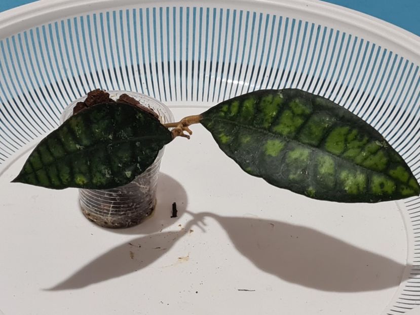  - Calistophilla black cat