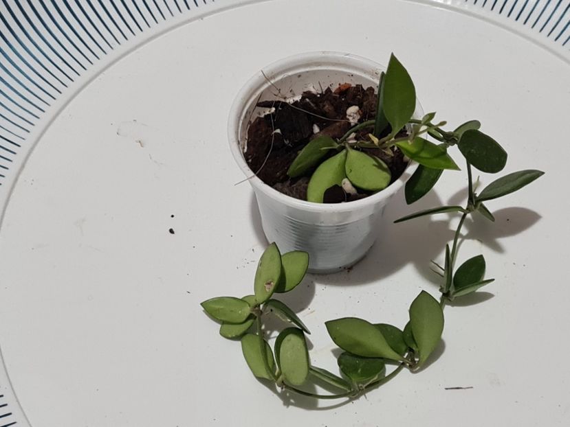 Un nou început de la Ana - Picta Puber