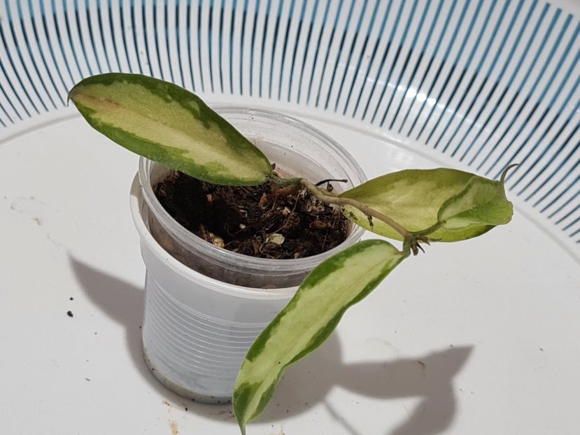  - Kenejiana variegata