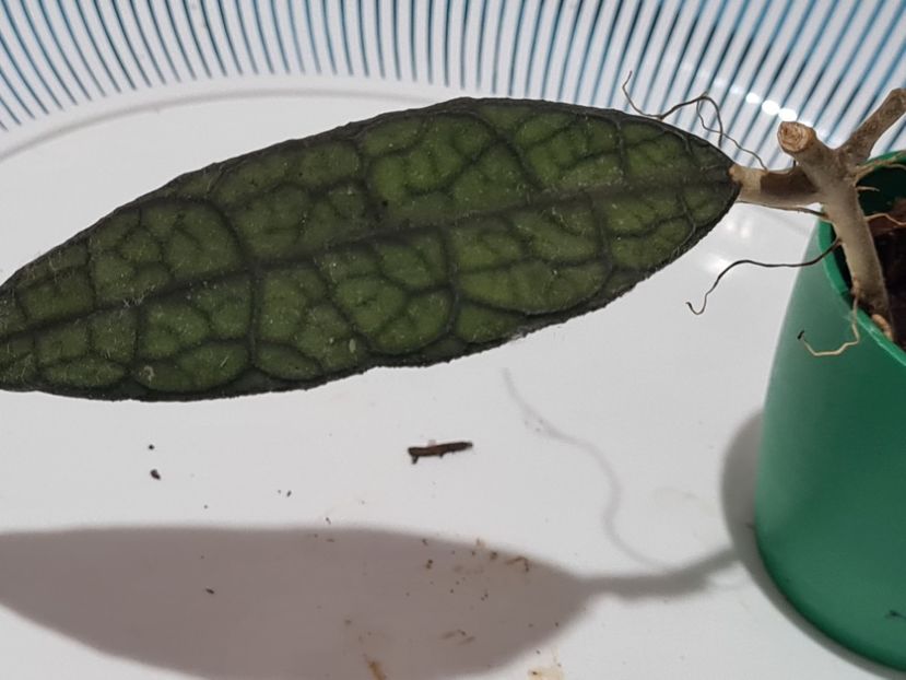  - Clemensiorum Bogdan c tin