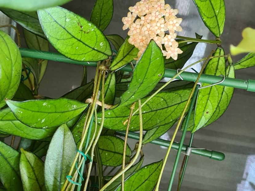  - crassipetiolata ------Hoya hainanensis