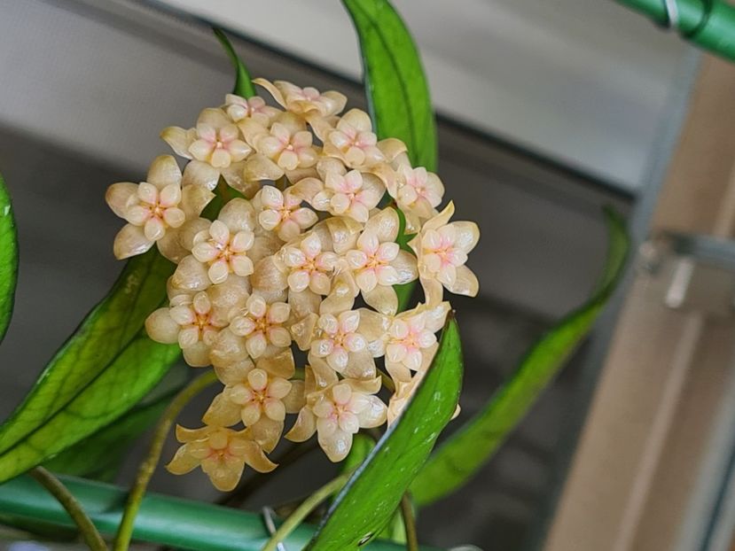  - crassipetiolata ------Hoya hainanensis