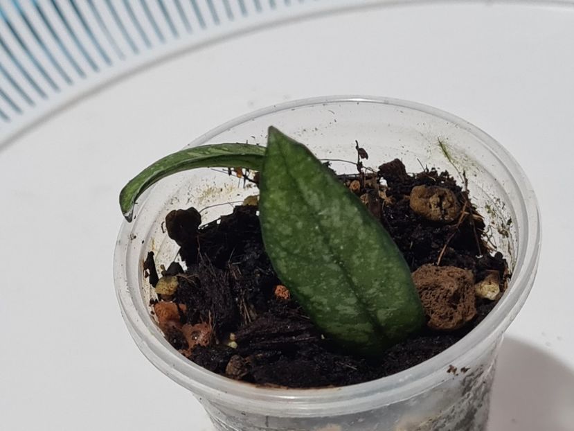  - Crassipetiolata splash