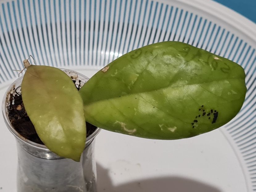  - Solar seedling de la Aliona