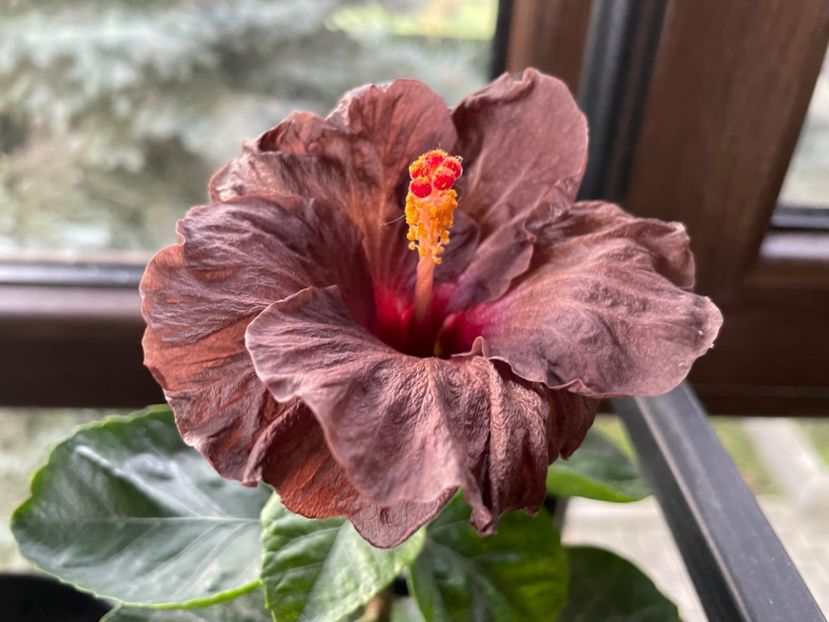  - Teng s black phantom