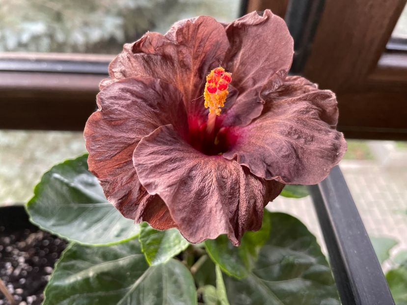  - Teng s black phantom