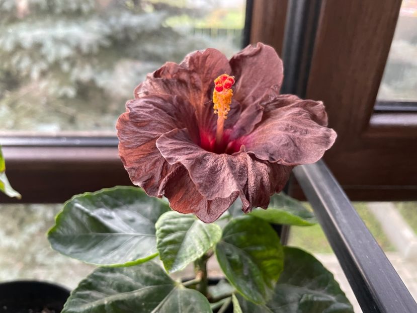  - Teng s black phantom