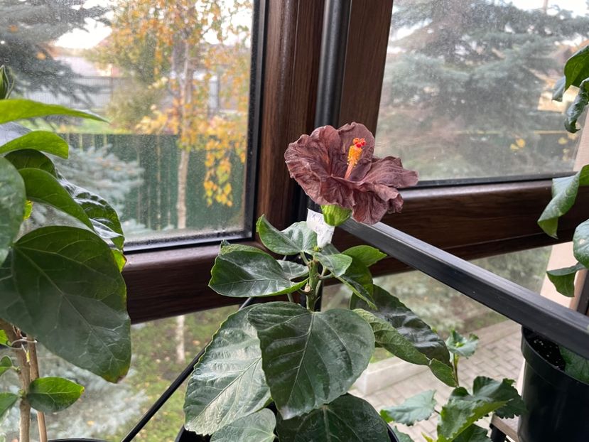  - Teng s black phantom