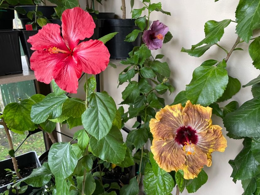  - 0006 - Hibiscusi 2025 - 3