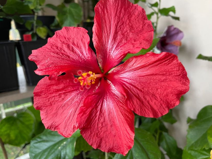  - 0006 - Hibiscusi 2025 - 3