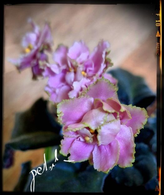 Shogun 50 lei - A Plante mature de vanzare