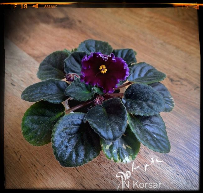 N Korsar 70 lei( se vinde planta din poza ) - A Plante mature de vanzare