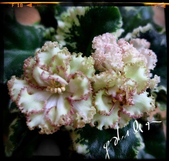 Ian Kapriz 80 lei inflorita - A Plante mature de vanzare