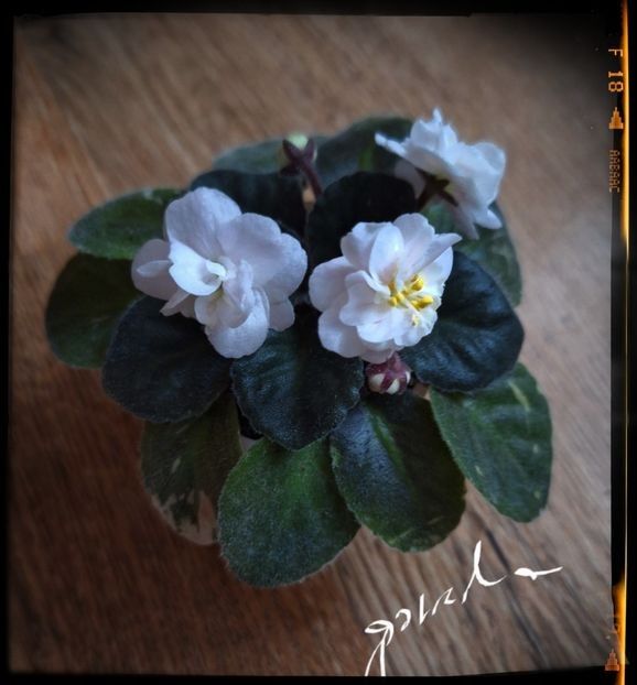 Snow Festival ( mini ) 50 lei vandut - A Plante mature de vanzare