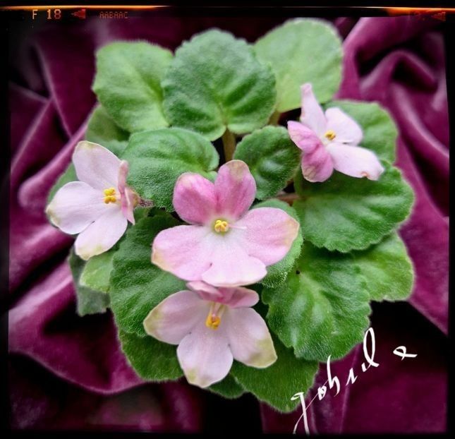 N Chudesa v Reshete mini 50 lei vandut - A Plante mature de vanzare