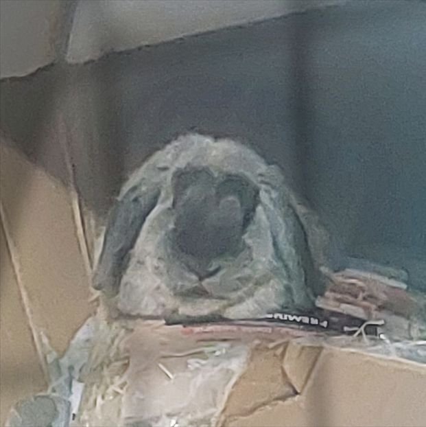 ♡ Day 206 ; 16.11.2025 - Birds of a Feather - STREAK