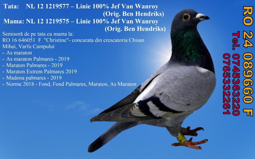 RO 24 089660 F Pret 550 lei + transportul - 11 PORUMBEI - FEMELE - DISPONIBILE DIN ANII 2016 2017 2018 2019 2020 2021