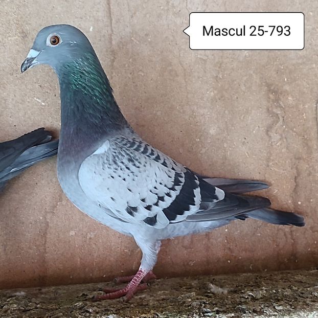 Mascul 25-793 - Stropit