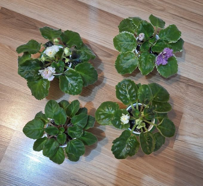  - A Plante mature de vanzare