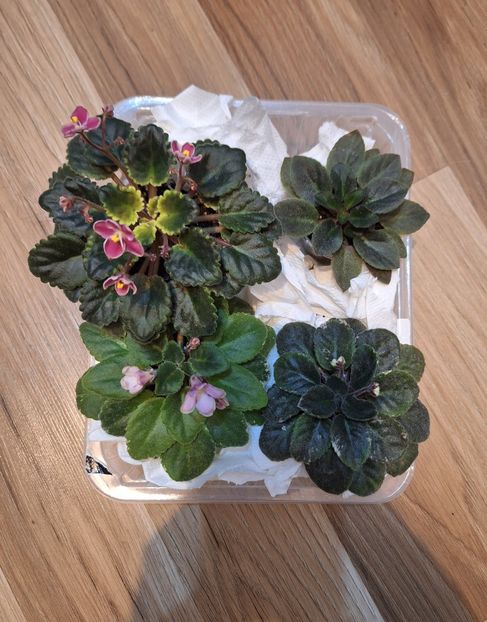  - A Plante mature de vanzare