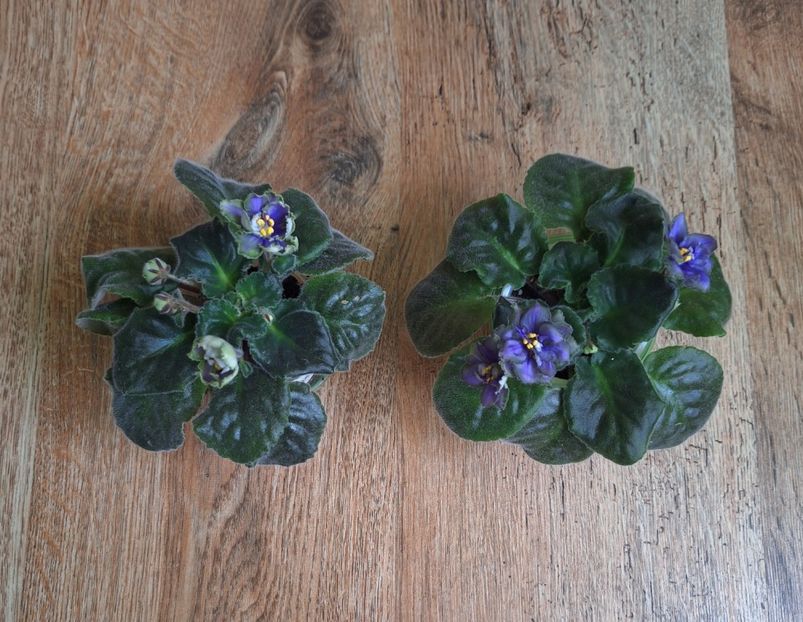 AV Kuporos 70 lei - A Plante mature de vanzare