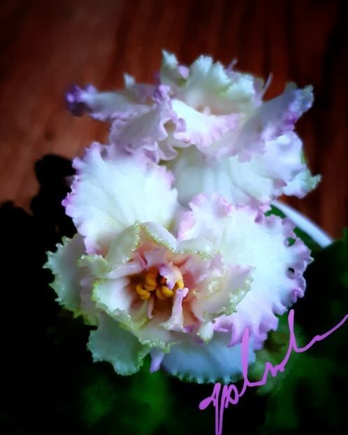 LE Zlato Skifov inflorita  70 lei - A Plante mature de vanzare