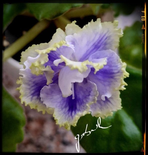 Key Yoky 60 lei - A Plante mature de vanzare