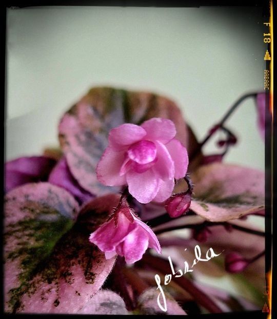 Champagne Pink 60 lei - A Plante mature de vanzare