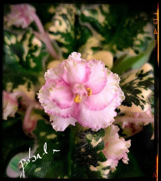 Morgans Orange Cotage 70 lei - A Plante mature de vanzare