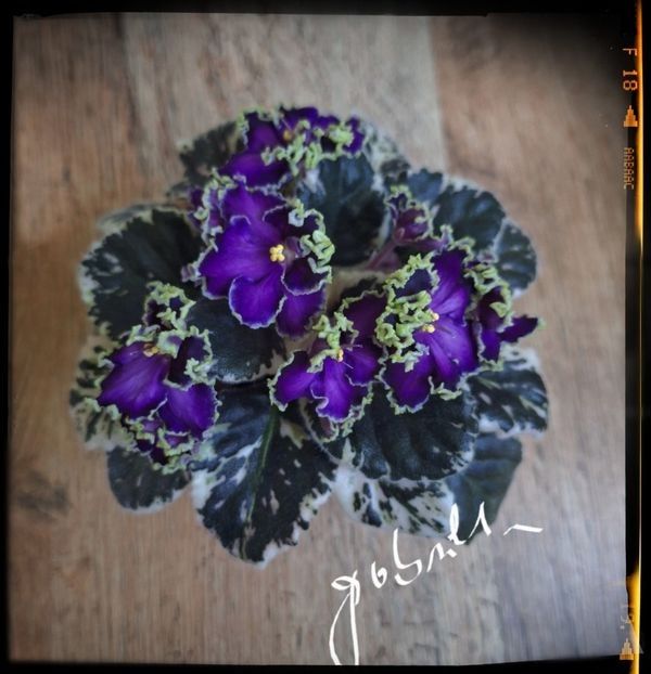 LE Galateya 80 lei cu boboci - A Plante mature de vanzare