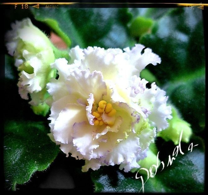 LE Zoloto Nibelungov 50 lei inflorita - A Plante mature de vanzare