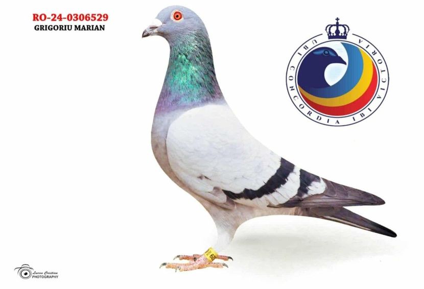 529 - Rezultate porumbei de Rijckaert 2024