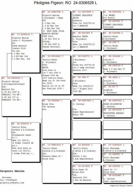 529 - Rezultate porumbei de Rijckaert 2024